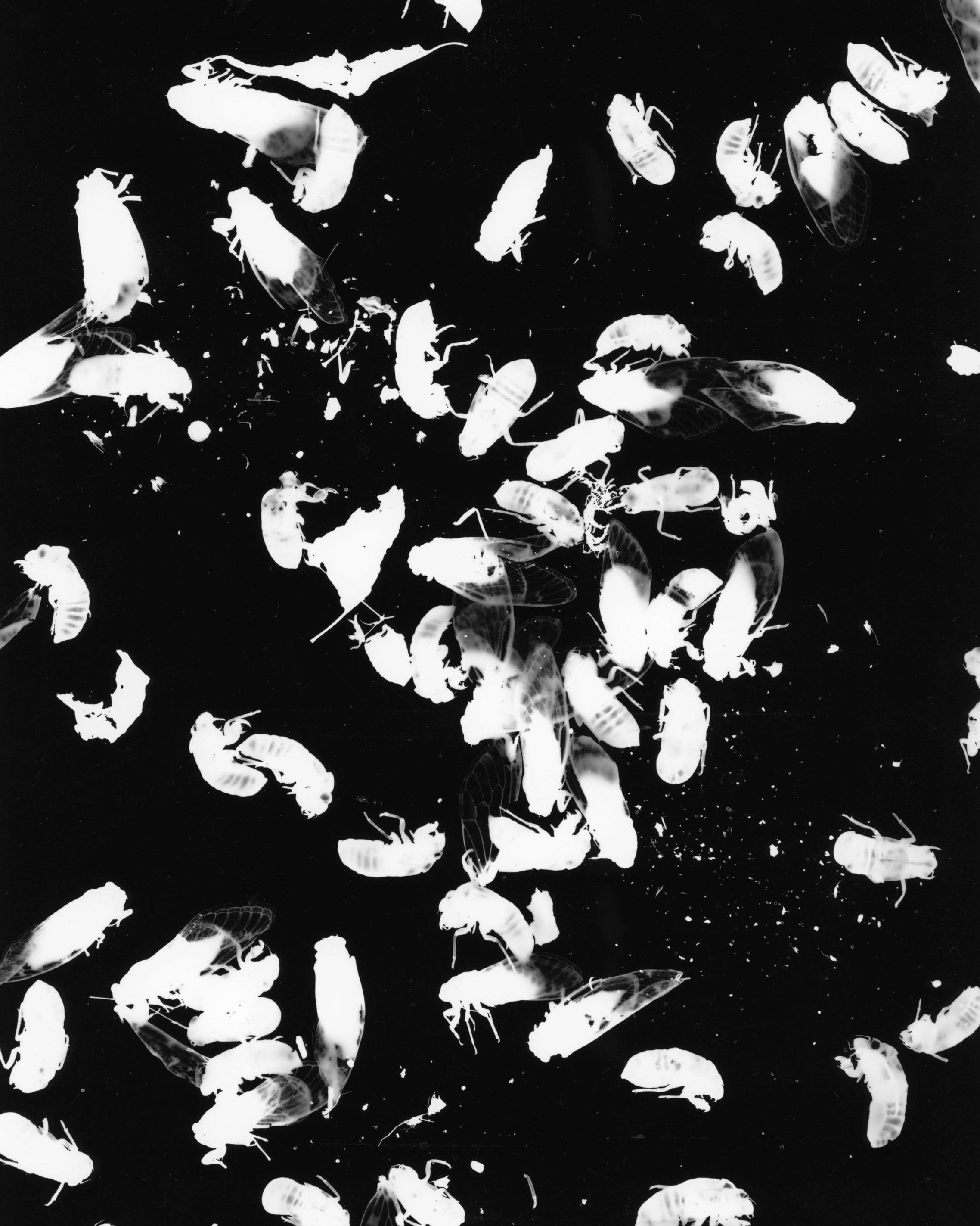 Cicada photogram — scattered