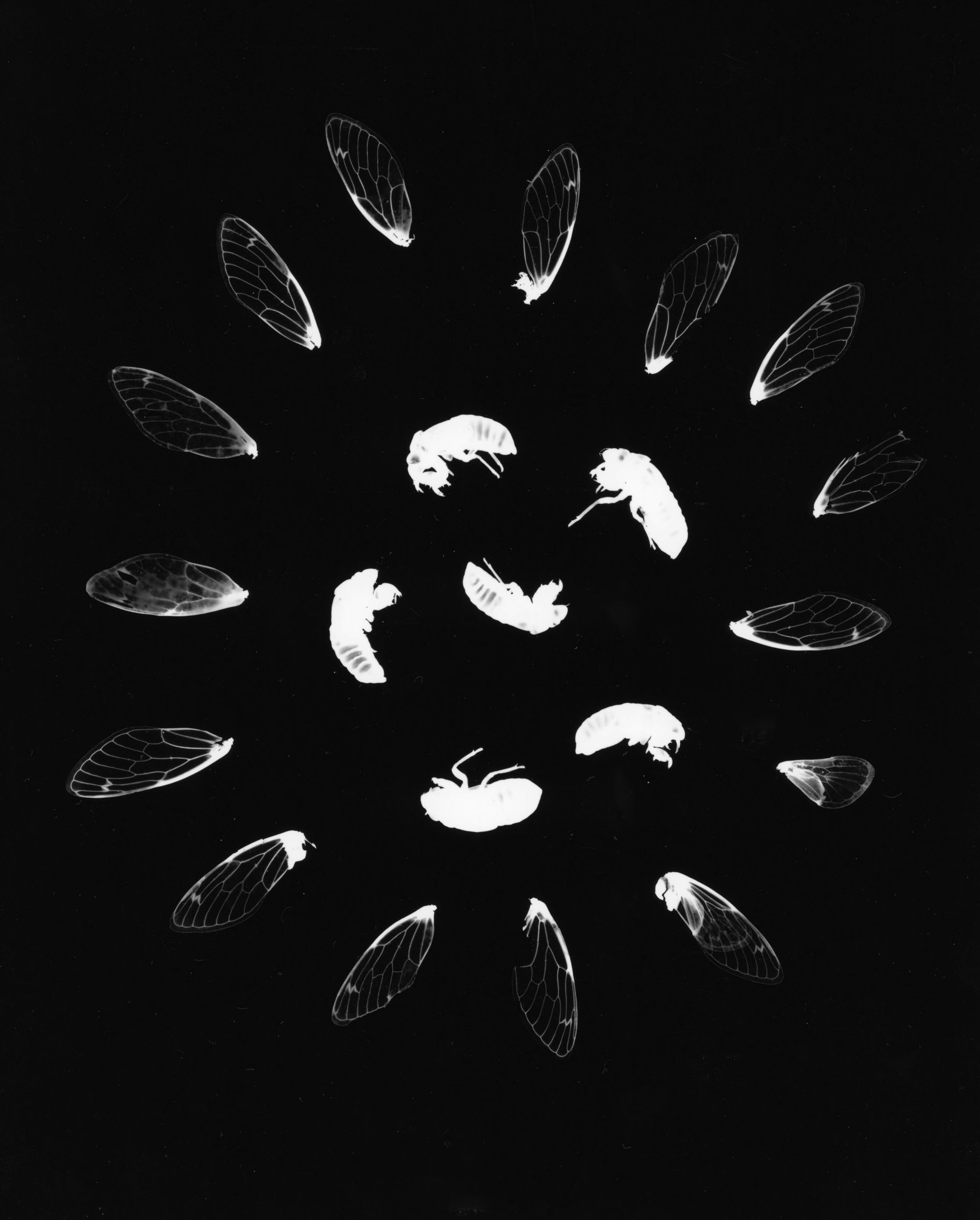 Cicada photogram — radial arrangement with wings
