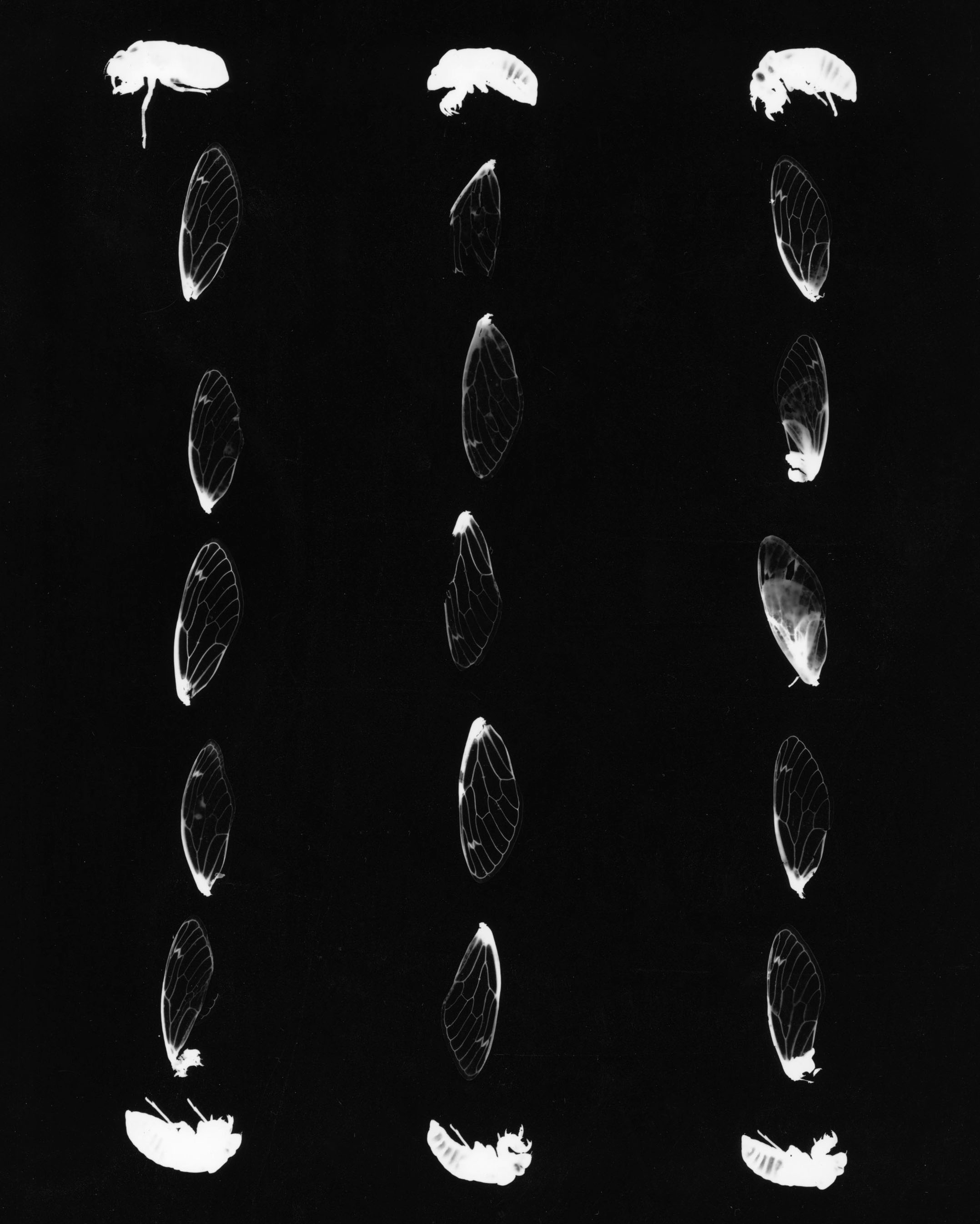 Cicada wings — grid — C.A. Greenlee